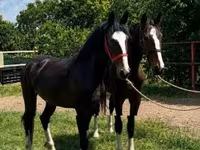 घोड़ा, Dutch warmblood horse — फ़ोटो 2