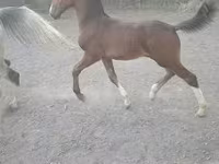حصان, Dutch warmblood horse — الصورة 2