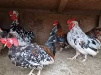 Japanisches Bantam — Foto 7
