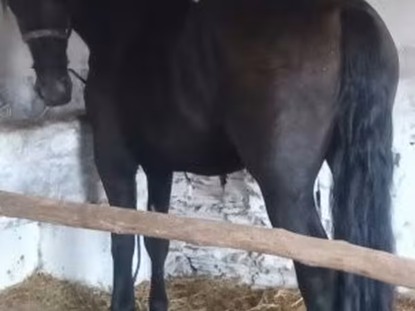 Айғыр, Friesian