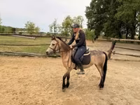 母马, Horses — 照片 3