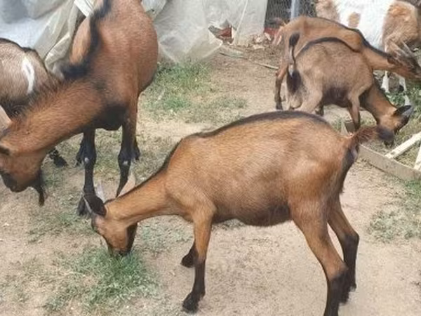 公山羊, Alpine goat — 匈牙利