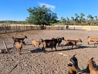 Koza, Kozy — zdjęcie 3