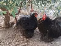 Pekin-Zwerg — Foto 1