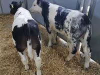 Szarvasmarha (tétel, nem megadva), Holstein fajta — 8. fotó