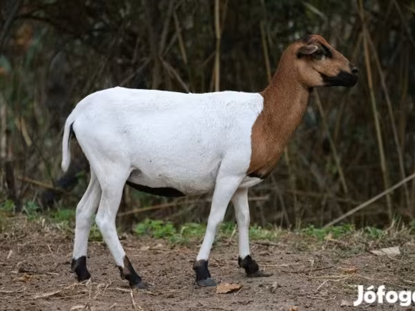 Juh, Cameroon sheep