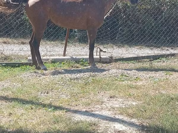 Cheval, Chevaux