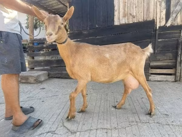 Cabra, Cabras