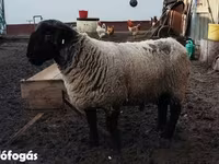 Juh, White Suffolk sheep — 1. fotó