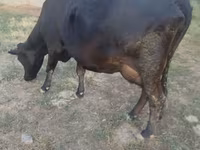 Cow, Red Polled Cow — photo 4