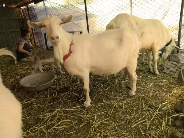 Kecskék (tétel, nem megadva), Saanen goat
