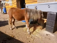 Caballo, Caballos — foto 2