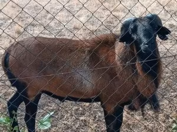 Kos, Cameroon sheep — Magyarország