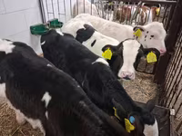 Buğa, Russian Black pied cattle — foto 1