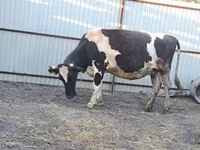 Vaca, Raça Holstein — foto 3