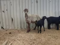 Juh, Arashan sheep — 2. fotó