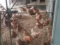 Chickens — foto 2