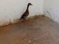 إنديان رانر — الصورة 3