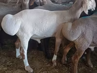 Carnero, Hissar sheep — foto 1