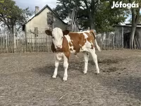 गाय, Simmental cattle — फ़ोटो 3