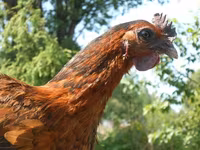 Chickens — foto 7