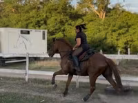 घोड़ा, Thoroughbred horse — फ़ोटो 4