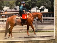 Hing, Quarter Horse — 4. fotó