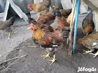 Chickens — Foto 2