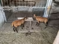 Kos, Cameroon sheep — 4. fotó