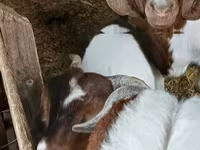 बकरा, Boer goat — फ़ोटो 3