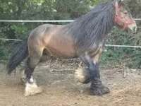 घोड़ा, Gypsy horse — फ़ोटो 1