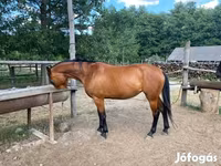 Yegua, Nonius horse — foto 1