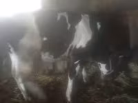母牛, Cattle — 照片 2