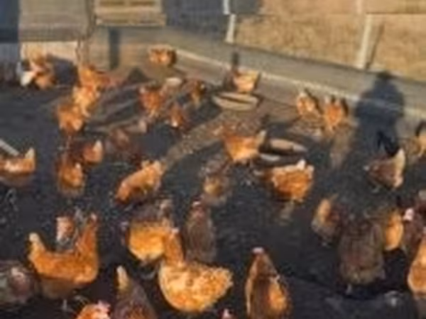 Chickens — Hongrie