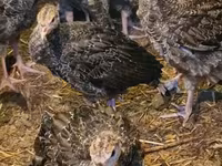 Turkeys — photo 3