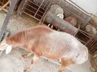 Kos, Arashan sheep — 4. fotó