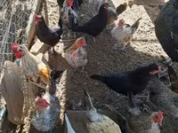 Chickens — foto 1
