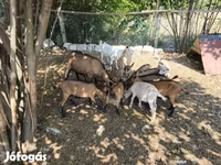 Cabras (lote, sexo no especificado), Cabras — foto 8