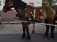 Horse (M), Horses — photo 3