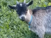 母山羊, Goats — 照片 2