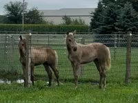 Horse (M), Rocky Mountain Horse — photo 2