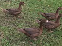Ducks — 照片 3