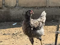 أميروكانا — الصورة 5