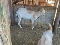 Goats (batch, sex not specified), Goats — photo 2