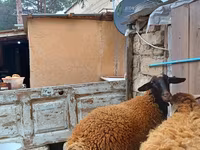 Kos, Blackheaded Persian sheep — 8. fotó