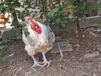 Chickens — photo 6