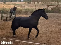 حصان, Hungarian horse breed — الصورة 1