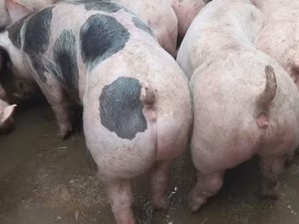 Boar, 