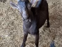 公山羊, Goats — 照片 1