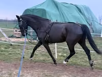 Бие, Dutch warmblood horse — 4-сурет